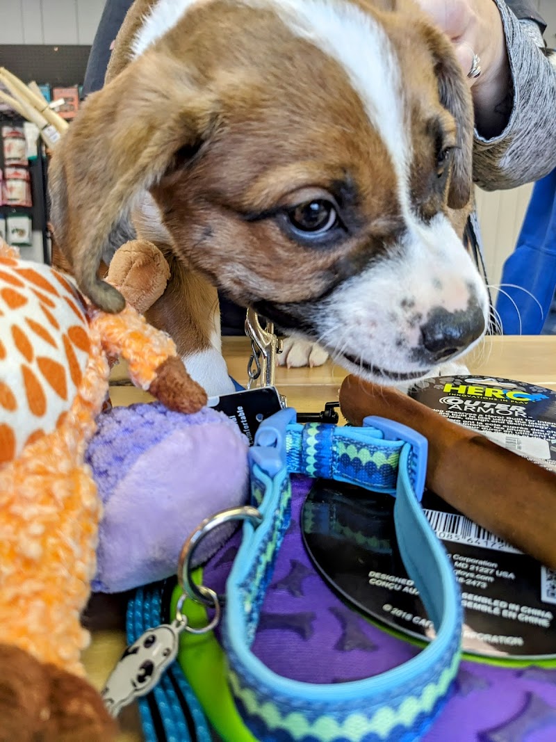 Felicity's Pet Supplies - Photo 2