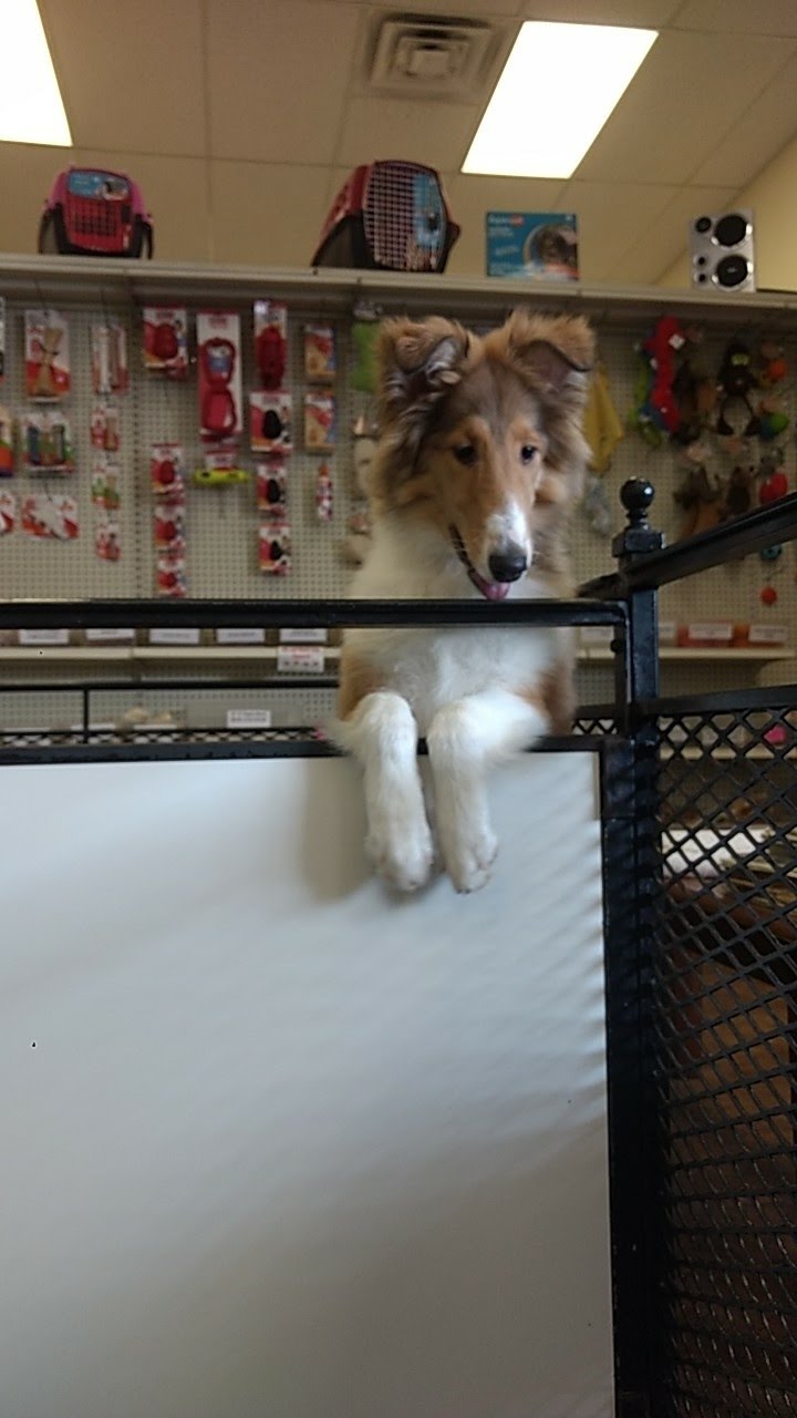 Tropic Pet Center Inc - Photo 4