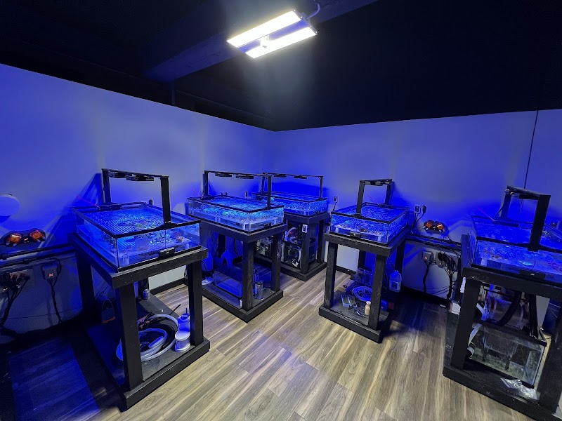 DAVE'S CORALS - Photo 1