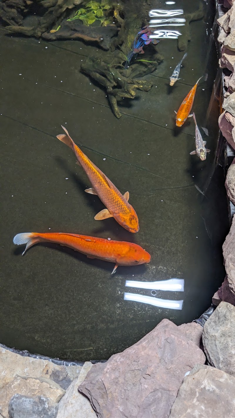 DAVE'S CORALS - Photo 3