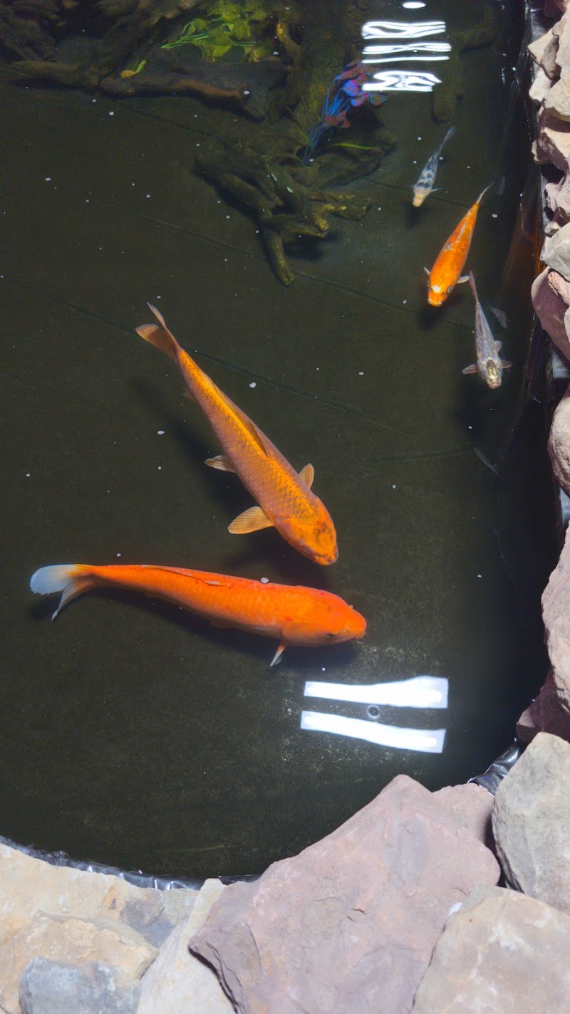 DAVE'S CORALS - Photo 4