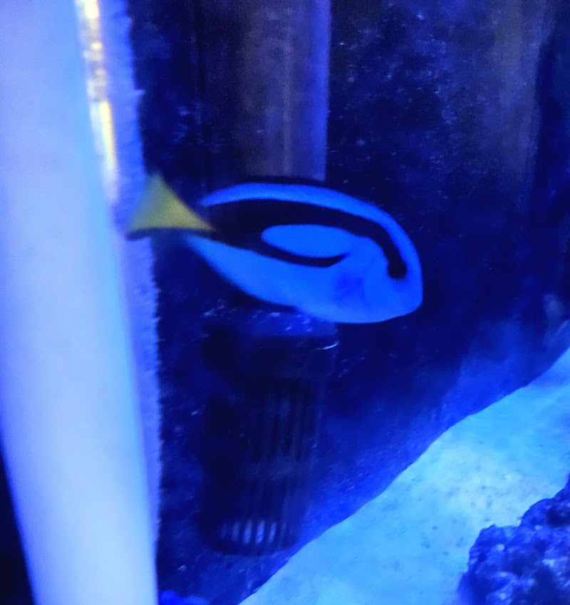 DAVE'S CORALS - Photo 5