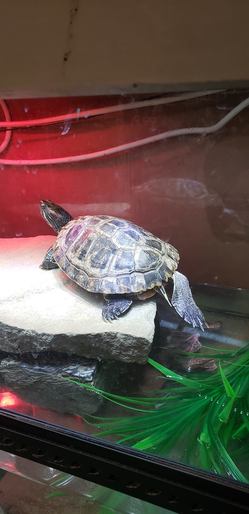 Fish Bowl Aquarium & Pet Mart - Photo 4