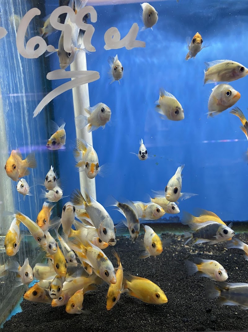 Bob's Tropical Fish - Photo 3