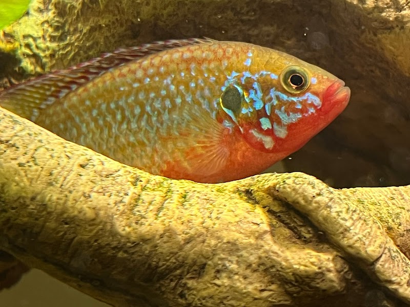 Ethan's Exotic Pets & Aquatics (formerly Aquatic Planet) - Photo 4