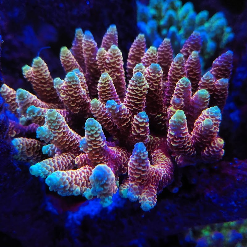 Palmetto Reef - Photo 2