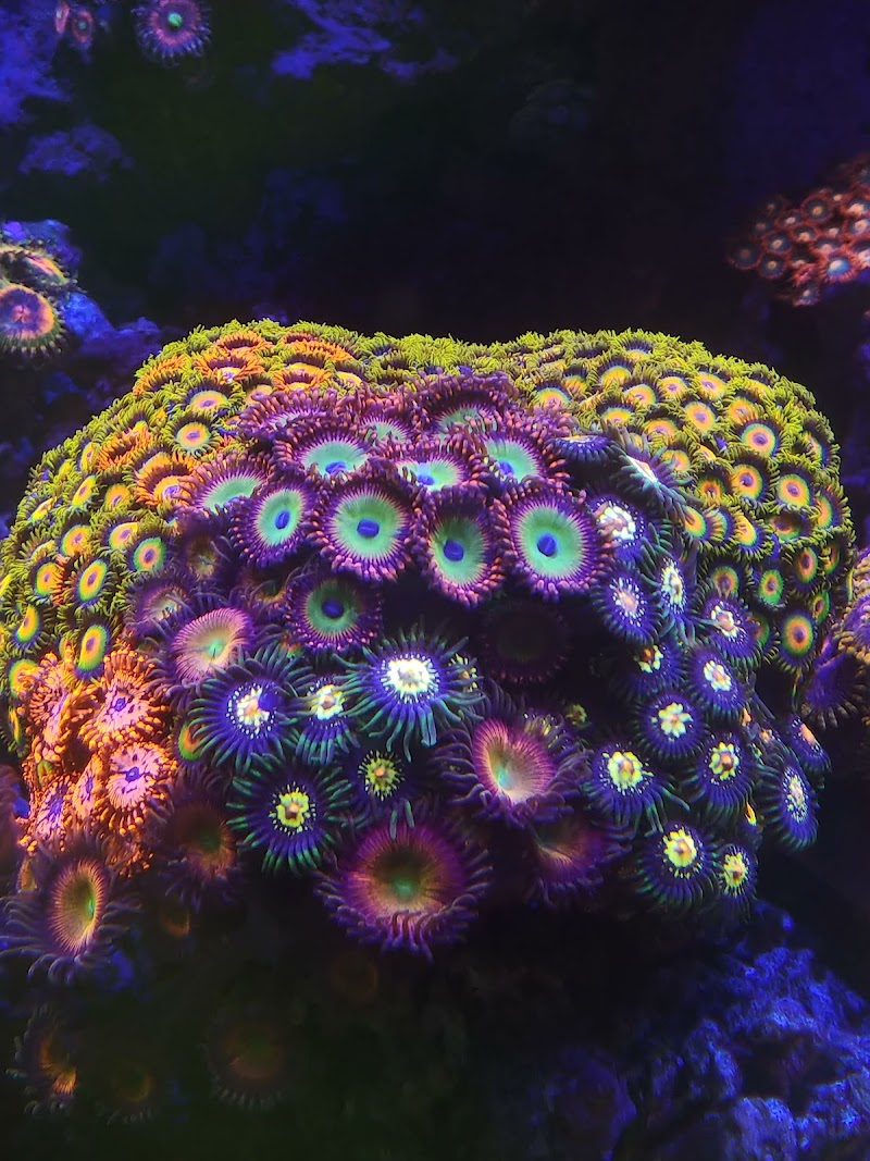 Palmetto Reef - Photo 5