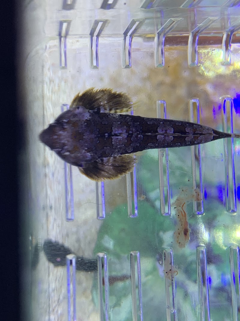 Zac's Reef - Photo 2