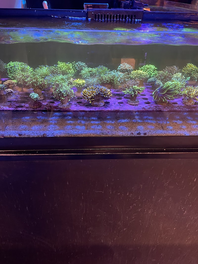 Reef Gurus - Photo 2