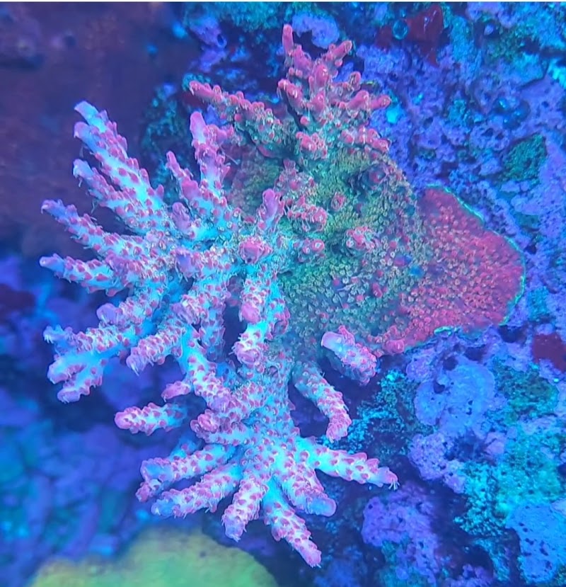 Reef Gurus - Photo 3