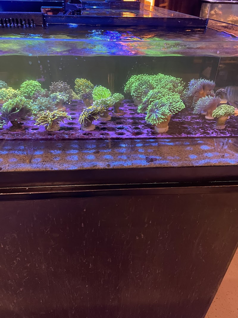 Reef Gurus - Photo 4