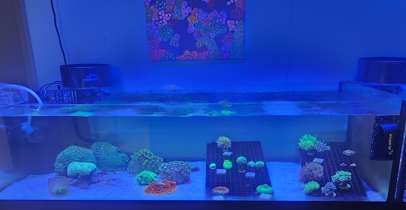 Under The Sea Aquatics - Photo 3