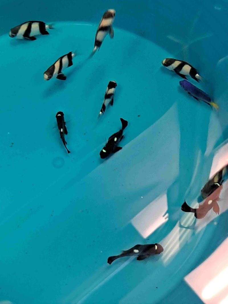 Under The Sea Aquatics - Photo 4