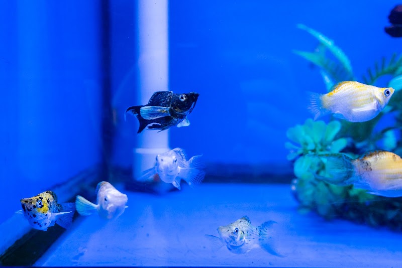 Tideline Aquatics - Photo 2