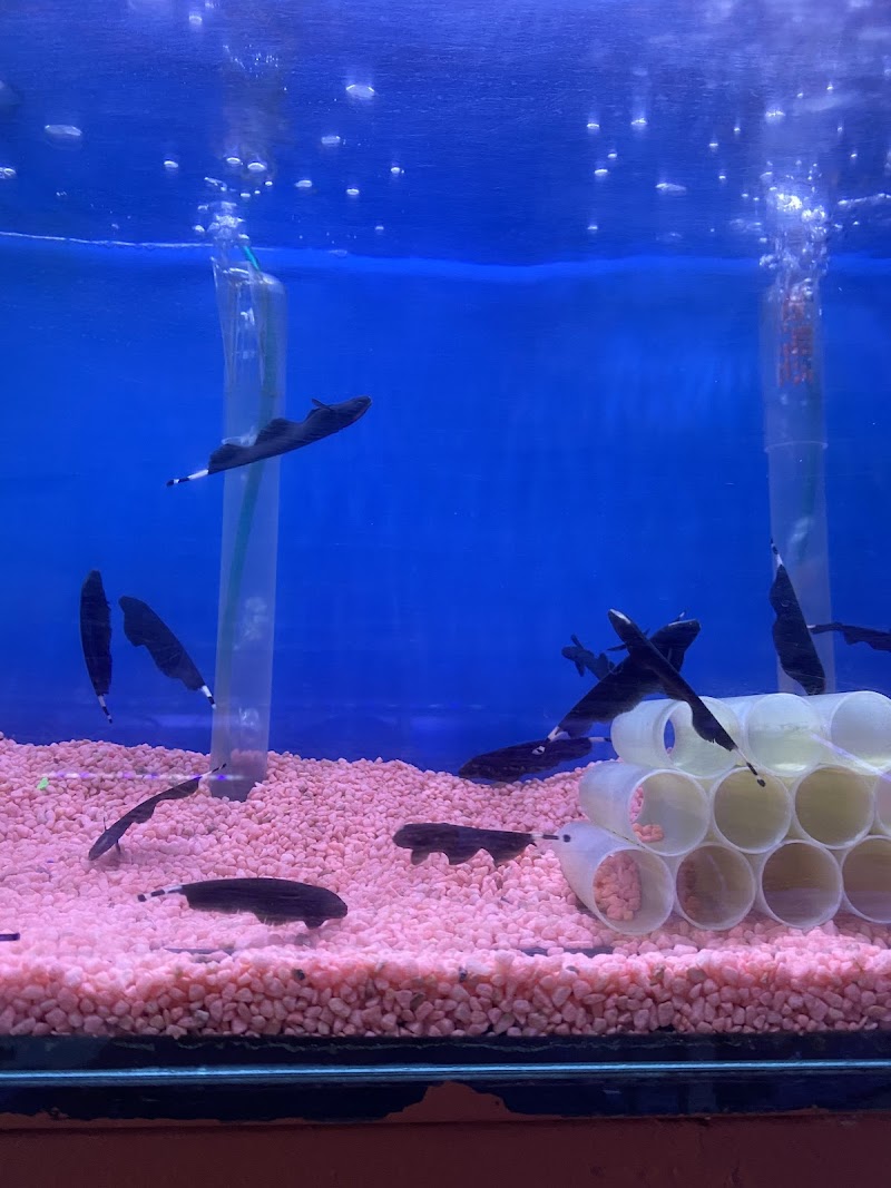 Happy Fish Pets - Photo 4