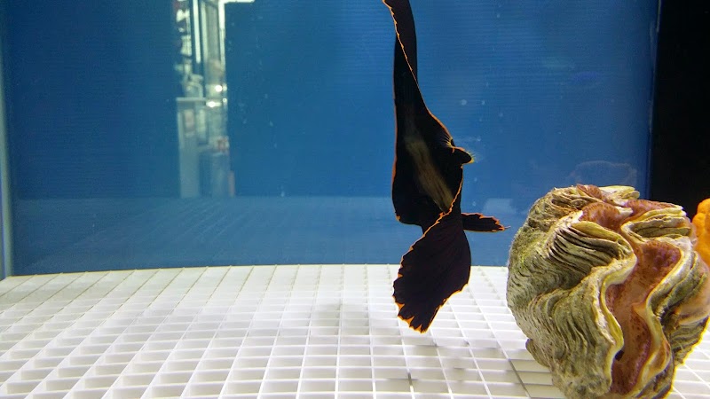 Happy Fish Pets - Photo 5