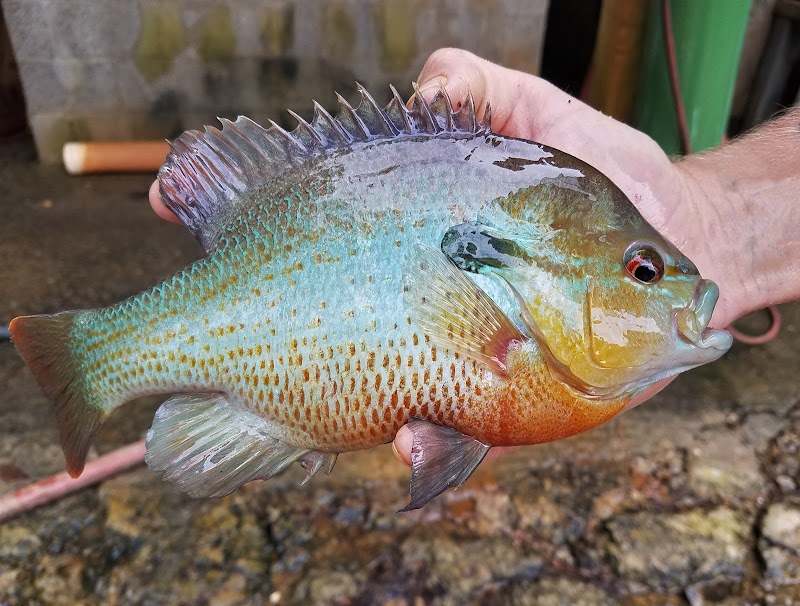 Southland Fisheries - Photo 2