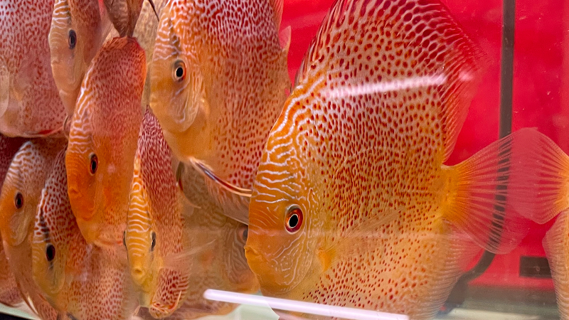 Myrtle Beach Discus - Photo 2