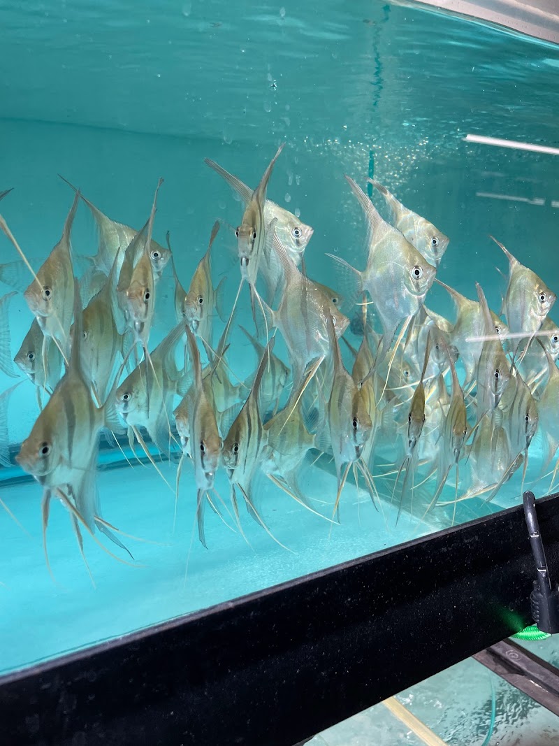 Myrtle Beach Discus - Photo 3