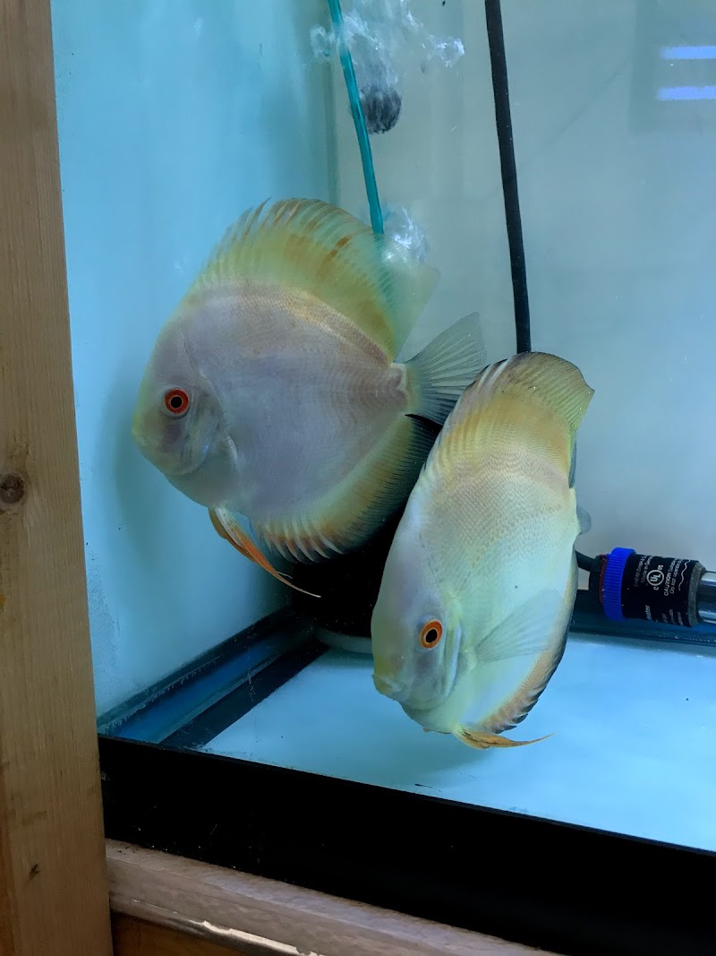 Myrtle Beach Discus - Photo 4