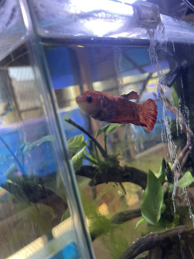 Atlantic Tropical Aquarium - Photo 3