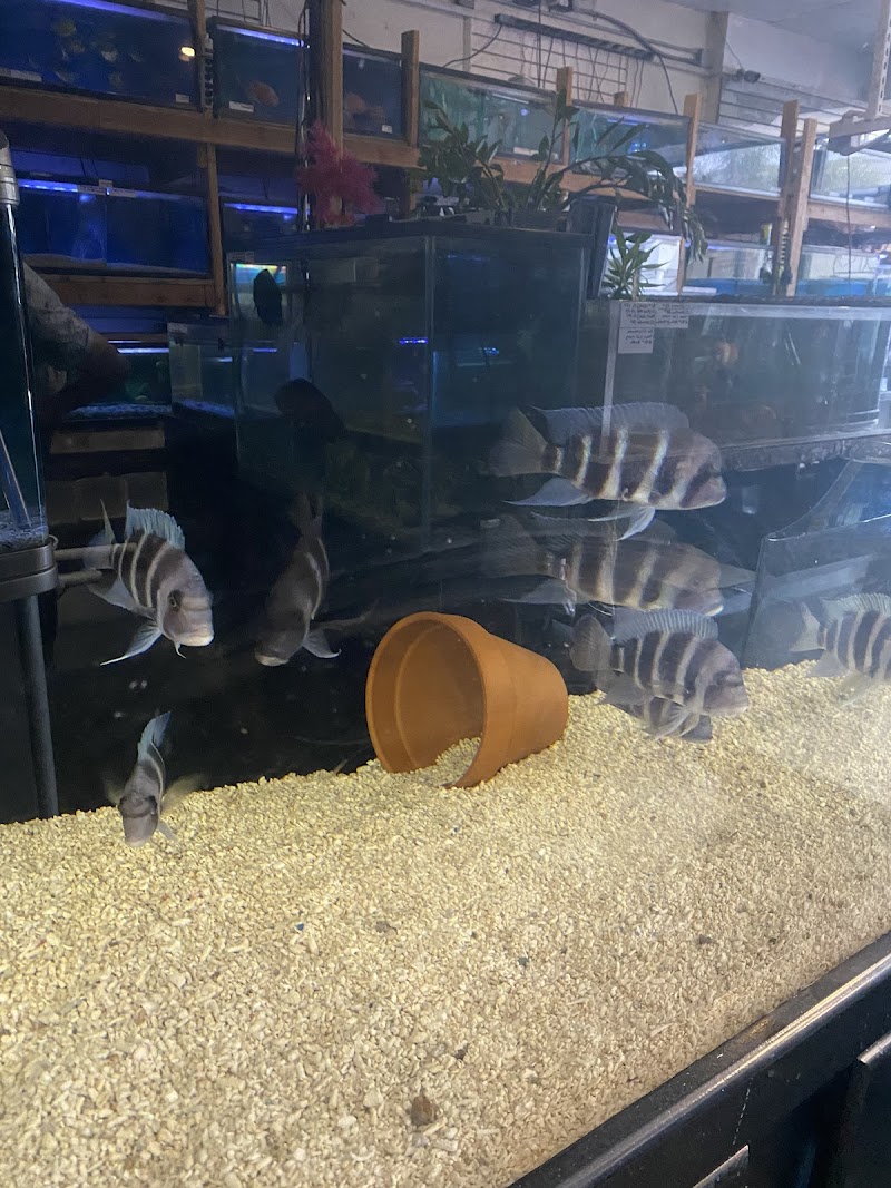 Atlantic Tropical Aquarium - Photo 5