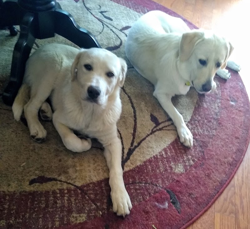 Alendry Whole Pet - Photo 2