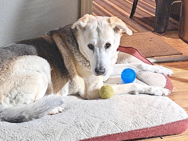 Pet Pantry - Photo 3