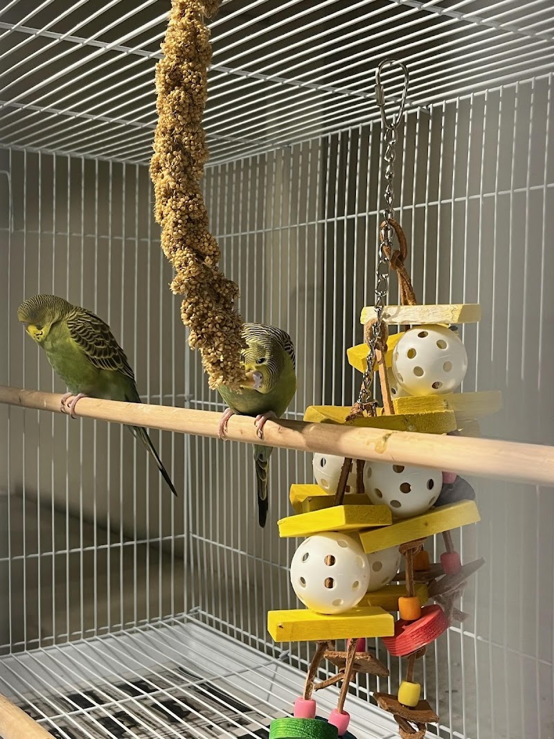 Mini-Critters - Photo 5