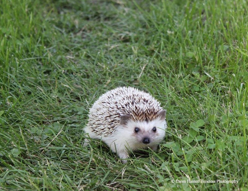 Critter Mart & More - Photo 3