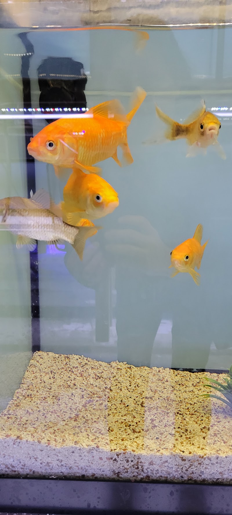 Aquarium Workshop - Photo 5