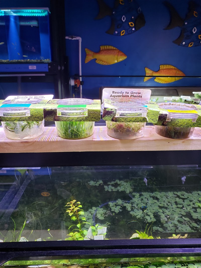 Aquatic Aesthetics - Photo 2