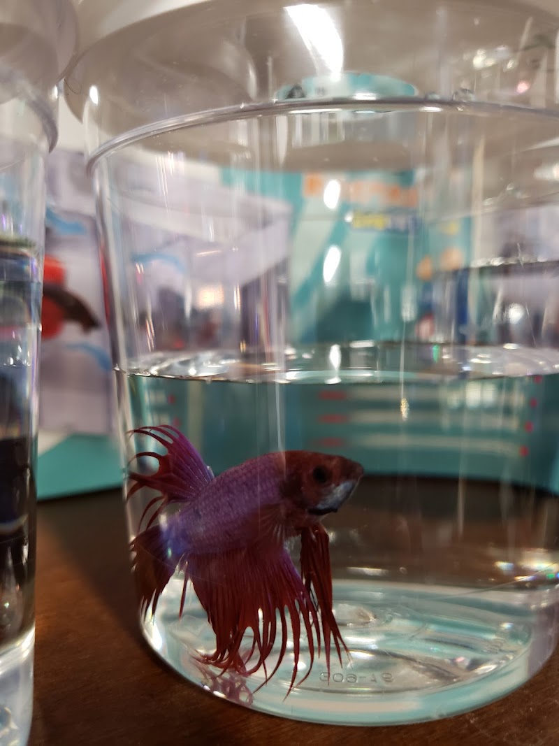 Aquatic Aesthetics - Photo 3