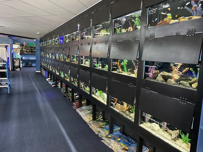 Bermuda Triangle Tropical Fish - Photo 2