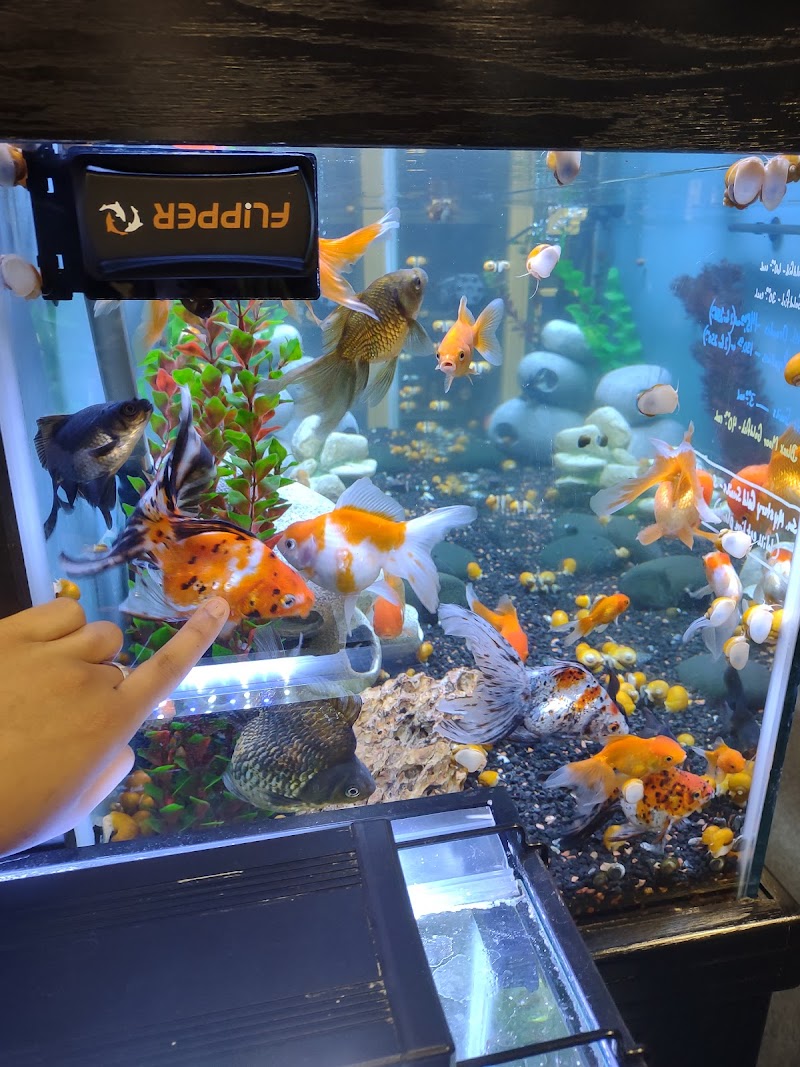 Bermuda Triangle Tropical Fish - Photo 3