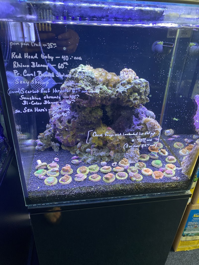 Bermuda Triangle Tropical Fish - Photo 4