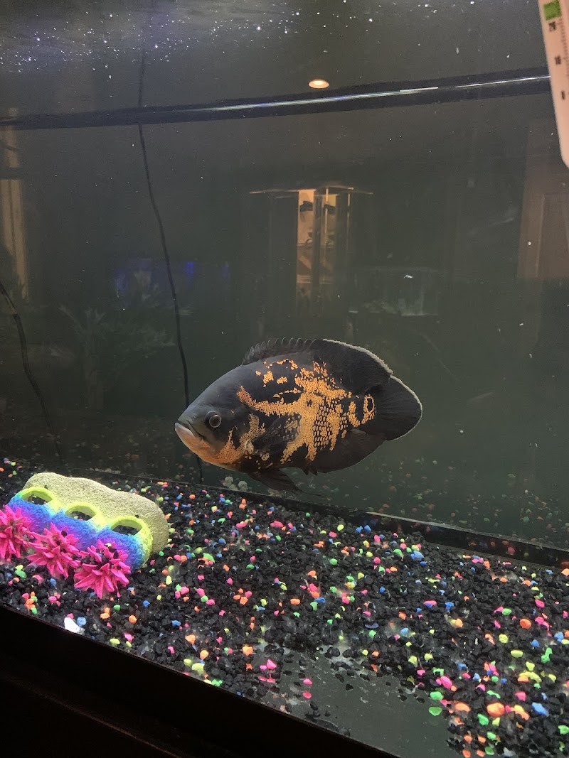 Bermuda Triangle Tropical Fish - Photo 5