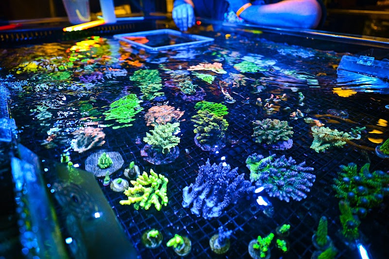 Reef Chasers - Photo 2