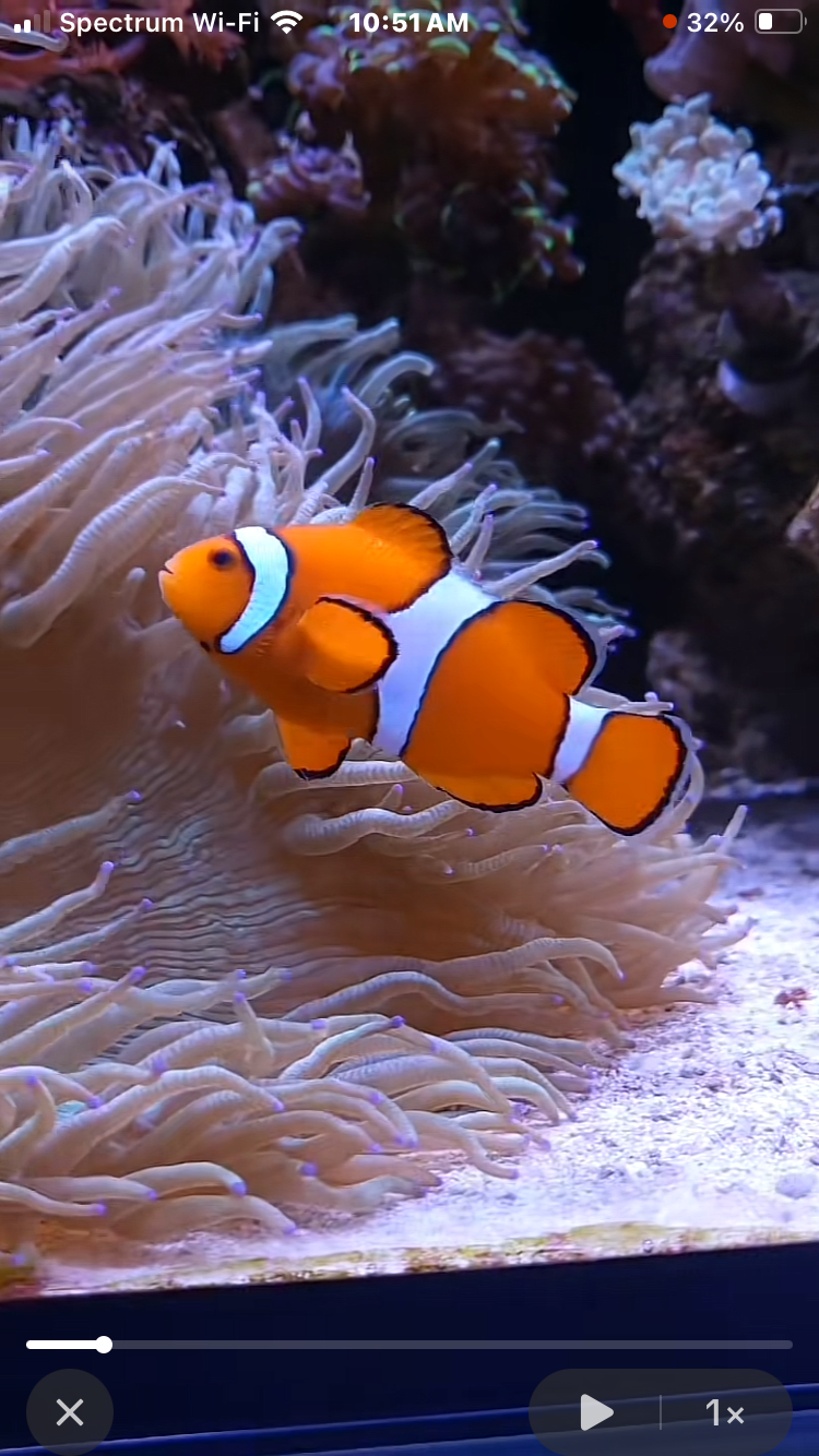 Reef Chasers - Photo 4