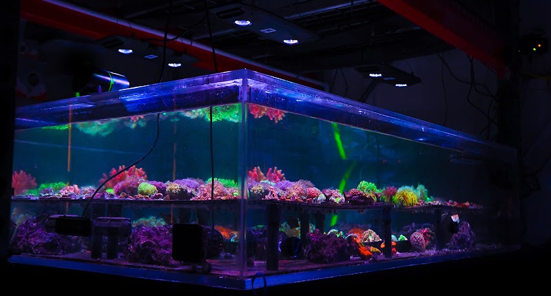 Reef Chasers - Photo 5