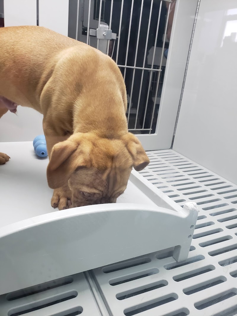 Petland Memphis - Photo 3