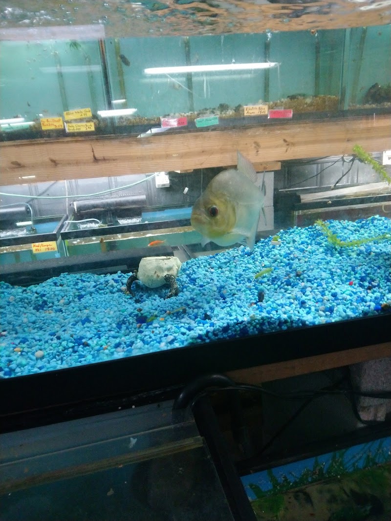 Age of Aquariums - Photo 3