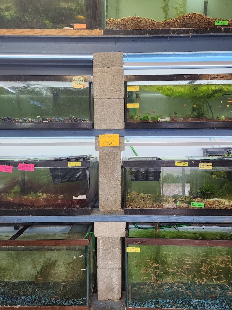 Age of Aquariums - Photo 5