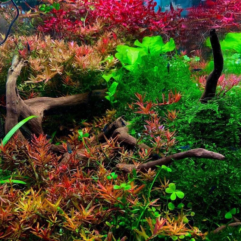 Aqua Nature Tropical Fish - Photo 2