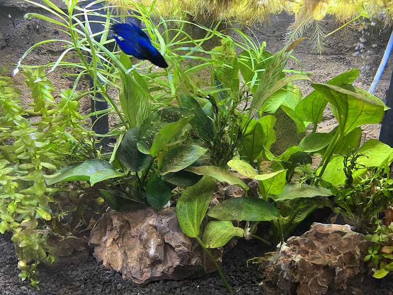 Aqua Nature Tropical Fish - Photo 3