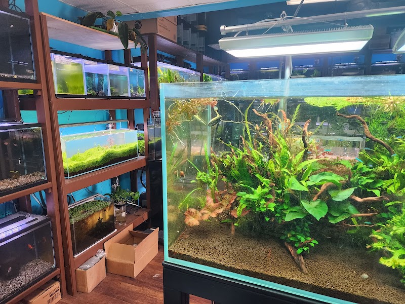 Aqua Nature Tropical Fish - Photo 4