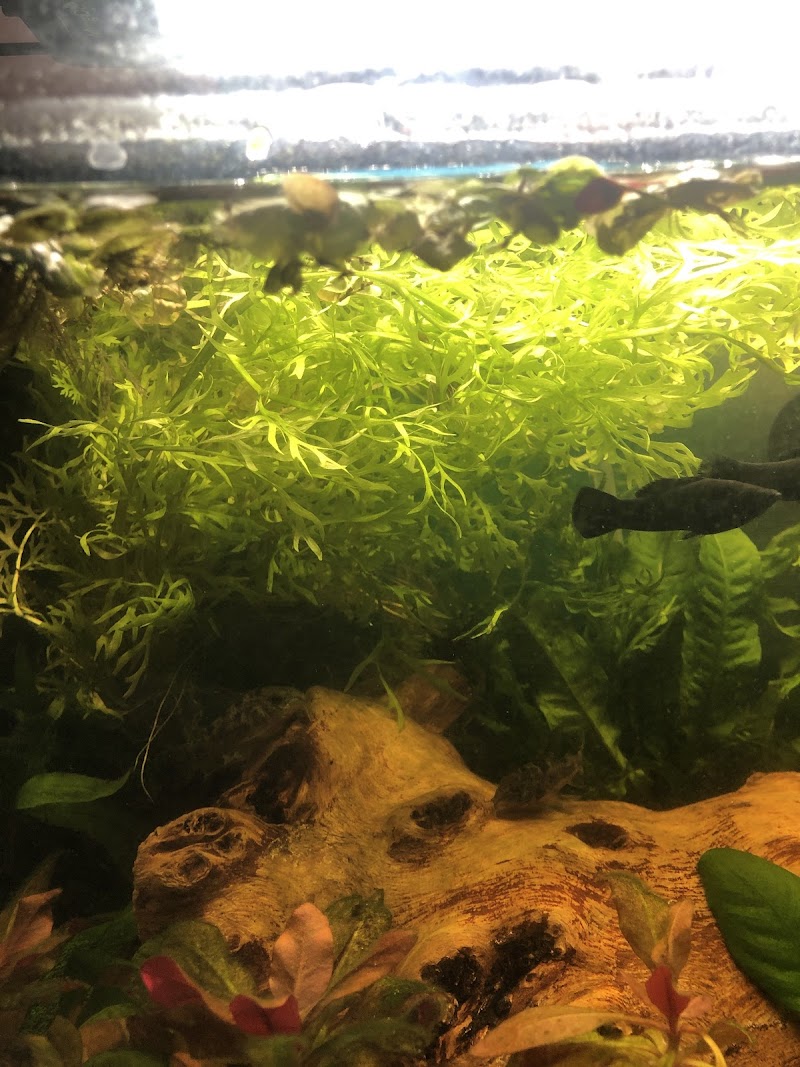 Aqua Nature Tropical Fish - Photo 5