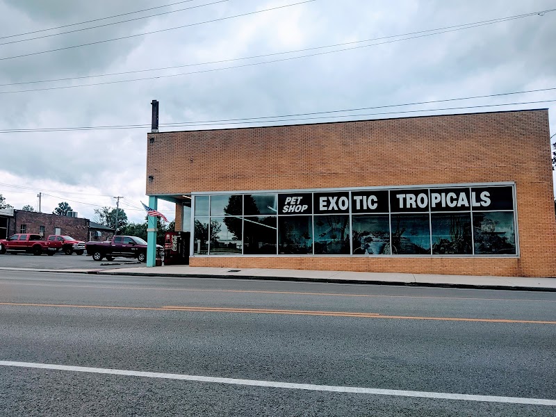 Exotic Tropicals - Photo 1