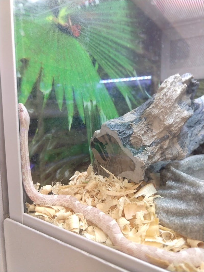 Exotic Tropicals - Photo 4