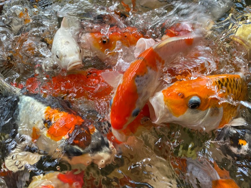 Tri-Star Koi (By Appointment) - Photo 2